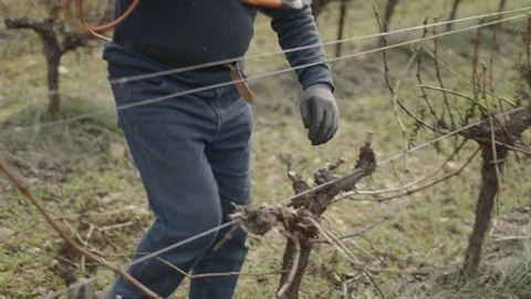 Close up hands with gloves pruning the vines of a large vineyard and the Stock Footage 276837665