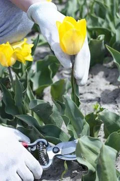 Close-up, hands in gloves with a secateurs cut off yellow tulips. Stock Photos