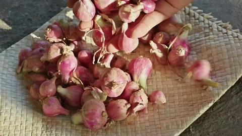 Close-up of hands grabbing and picking up fresh red shallots from a traditi.. Vídeo Stock 338225642