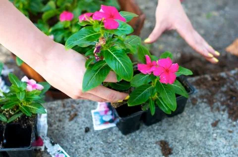 Close up of hands grabbing red flower Foto stock