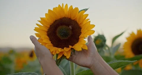 Close up of hands grabbing sunflower with bee on it 库存影片 211484144