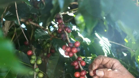 Close-Up Of Hands Hand-Picking Ripe Coffee Beans Stock Footage 112362938