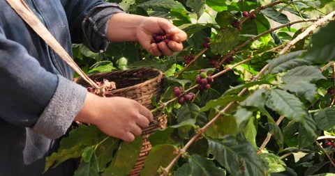 Close up hands harvest red seed in basket robusta arabica plant farm Vídeo Stock 245333355