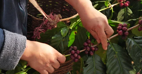 Close up hands harvest red seed in basket robusta arabica plant farm Stock Footage 245333398