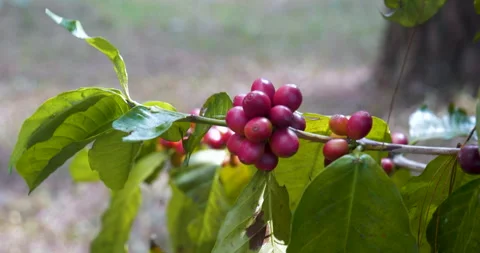 Close up hands harvest red seed in basket robusta arabica plant farm Stock Footage 310091907