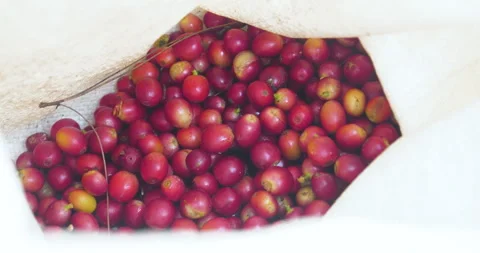 Close up hands harvest red seed in basket robusta arabica plant farm Stock Footage 310092052