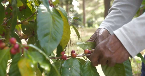 Close up hands harvest red seed in basket robusta arabica plant farm Stock Footage 310092176