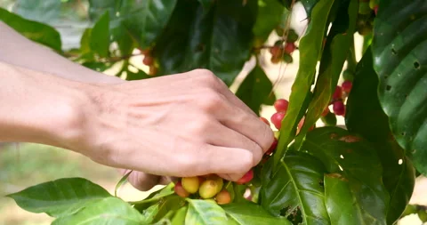 Close up hands harvest red seed in basket robusta arabica plant farm Stock Footage 310092510