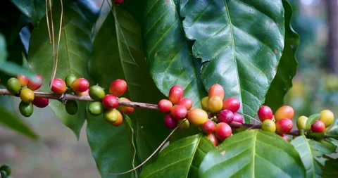 Close up hands harvest red seed in basket robusta arabica plant farm Stock Footage 310092533