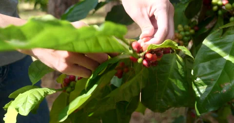 Close up hands harvest red seed in basket robusta arabica plant farm Stock Footage 310092587