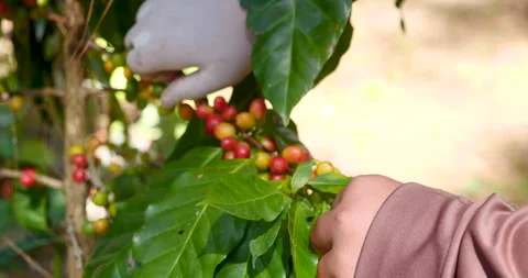 Close up hands harvest red seed in basket robusta arabica plant farm Stock Footage 310092632
