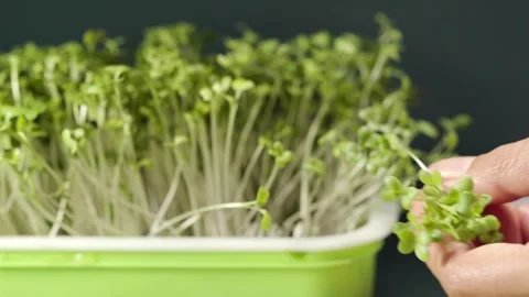 Close up of hands harvesting fresh broccoli microgreens with scissors, high.. Stock Footage 345206580