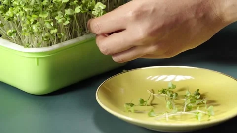 Close-up of hands harvesting fresh broccoli microgreens with scissors and p.. Видео 345206736
