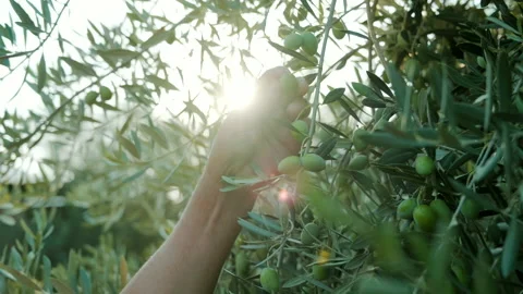 Close up of hands harvesting olives on sunset Video stock 207571367