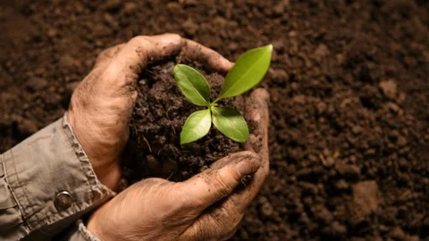 Close up hands holding and caring a green young plant . Stock Footage 125951199