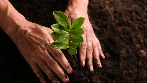 Close up hands holding and caring a green young plant . Video stock 129584902