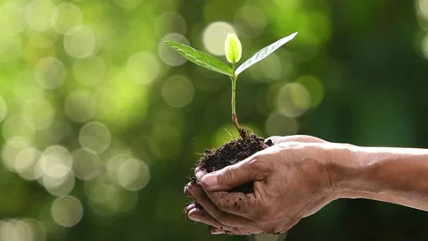 Close up hands holding and caring a green young plant Stock Footage 142270871