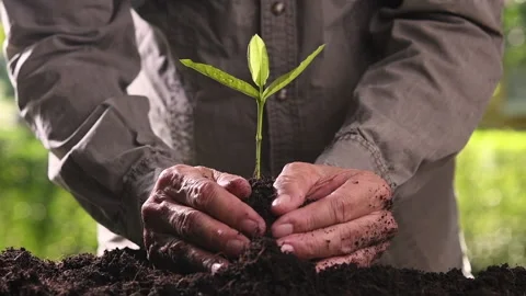 Close up hands holding and caring a green young plant Stock Footage 142271448