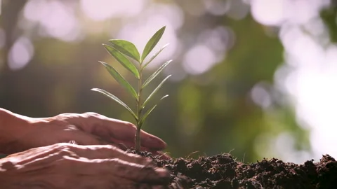 Close up hands holding and caring a green young plant Stock Footage 142273368