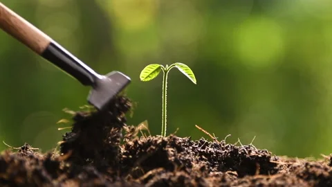 Close up hands holding and caring a green young plant Stockbeeldmateriaal 142513351