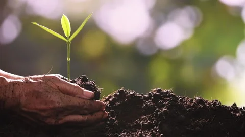 Close up hands holding and caring a green young plant Stock Footage 142513641