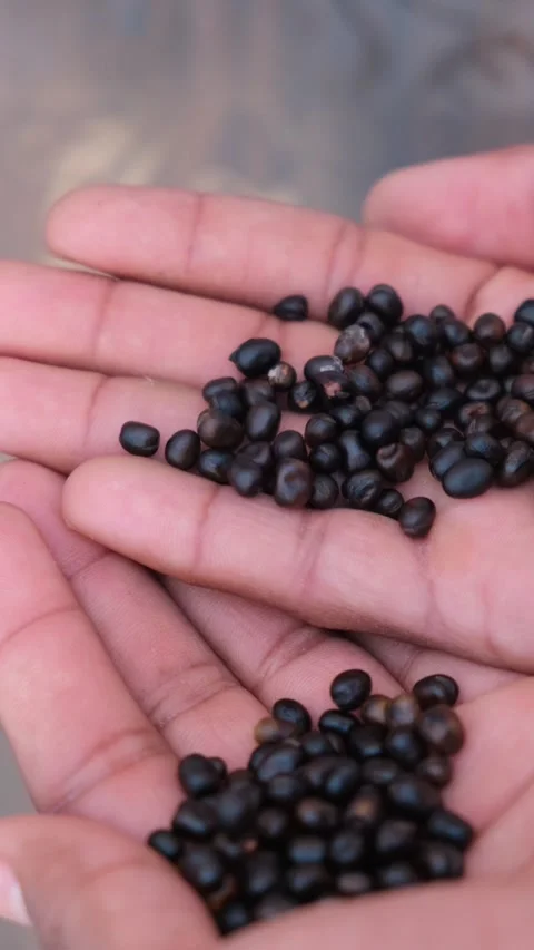 Close-up of Hands Holding Dried Black Fava Beans (Broad Beans) Seeds 스톡 동영상 331354692