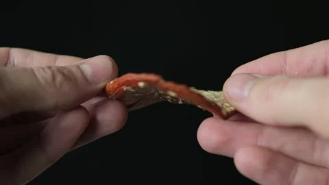 Close-up of hands holding a dried red fly agaric mushroom 스톡 동영상 297862534