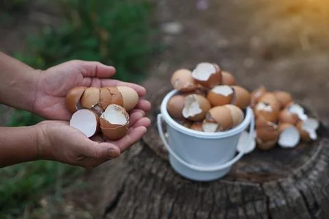 Close-up of hands holding eggshells in  garden, ready to be used for composting. Stock Photos