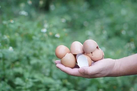 Close-up of hands holding eggshells in  garden, ready to be used for composting. Stock Photos
