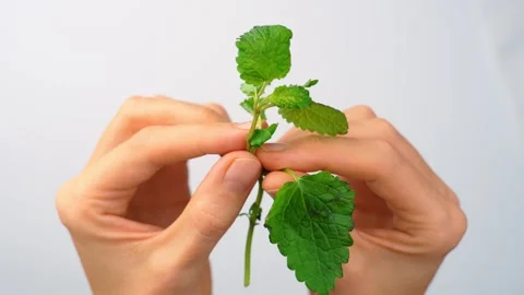 Close up of hands holding fresh green lemon balm stem. Macro view of fingers Stock Footage 342976225