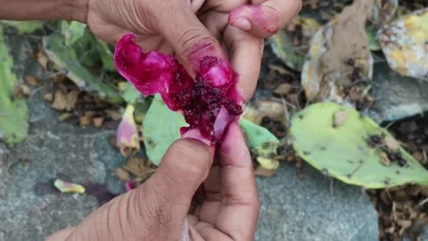Close Up of Hands Holding Fresh Prickly Pear Pulp Stock Footage 327982305