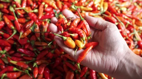 Close-up of hands holding a handful of red and orange chili peppers. Stock Footage 322633130