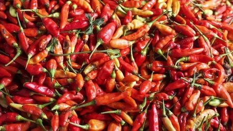 Close-up of hands holding a handful of red and orange chili peppers. Stock Footage 322633151
