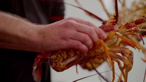 Close-up of hands holding a live crayfish Stock Footage 337221402