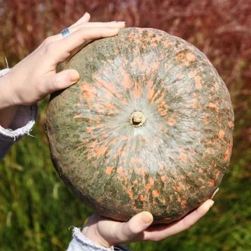 A close up of hands holding pumpkin. Stock Photos