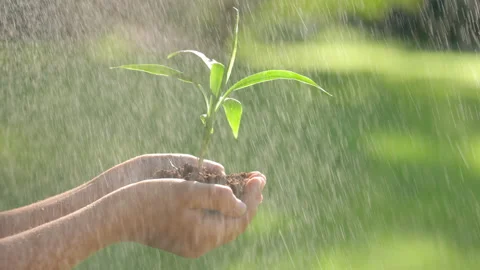 Close up Hands Holding Sapling. Little Plant with Soil in Child Hands. Female Stock Footage 235789021