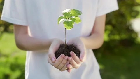 Close up hands holding sapling of young oak tree. Female palms embrace the soil  Stock Footage 138703994