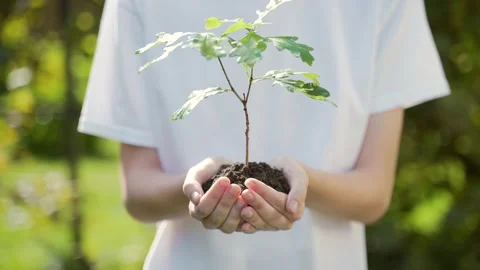 Close up hands holding sapling of young oak tree. Female palms embrace the soil  Stock Footage 138704117