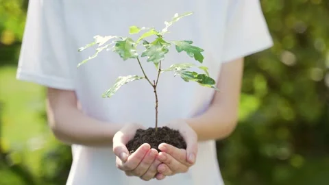 Close up hands holding sapling of young oak tree. Female palms embrace the soil  Stock Footage 138704149