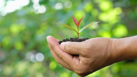 Close up hands holding sapling of young small tree. Eeforestation. Stock Footage 146771463