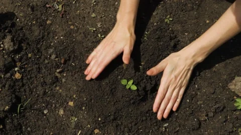 Close up hands holding sapling of young plants. Video stock 156079580