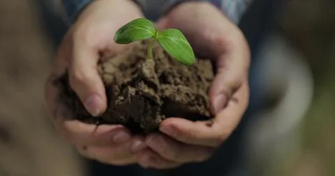 Close up hands holding sapling of young small tree. Concept nature conservation Stock Photos