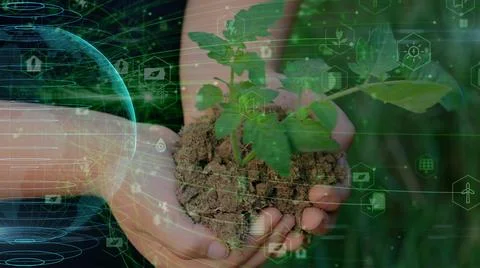 Close up hands holding sapling of young oak tree. palms embrace the soil stem a Stock Photos