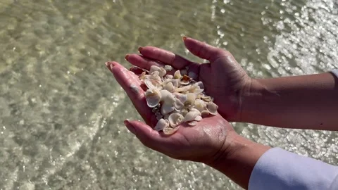 Close-Up of Hands Holding Seashells over Clear Shallow Seawater Stock Footage 340407769