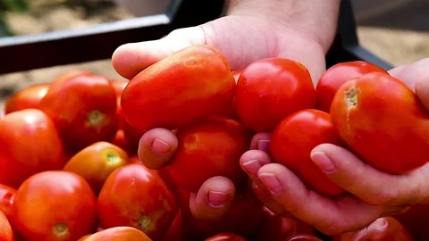 Close-up of hands holding several ripe red tomatoes. Stock Footage 328830083