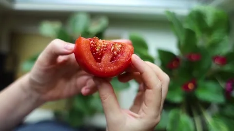 Close-up of hands holding a sliced red tomato with green sprouted seeds growing Video stock 344639971