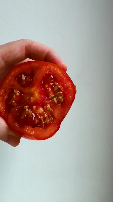 Close-up of hands holding a sliced red tomato with green sprouted seeds growing Stock Footage 344639978