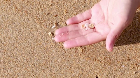 Close Up of Hands Holding Small Sea Shells Over Golden Sand Stock Footage 327426063