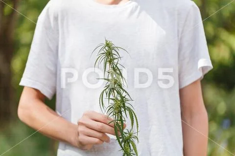 Close-up Hands holding sprout of hemp grass on dark green background Stock Photos