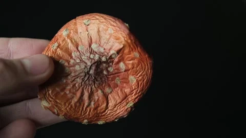Close-up of hands holding a textured dried fly agaric mushroom, symbolizing Stock-Footage 300773115